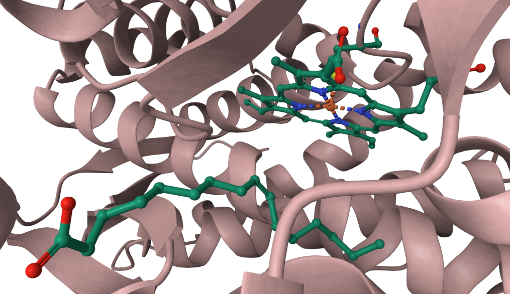 Palmitic acid bound adjacent to heme domain in inactive state P450BM3. https://doi.org/10.2210/pdb1FAG/pdb