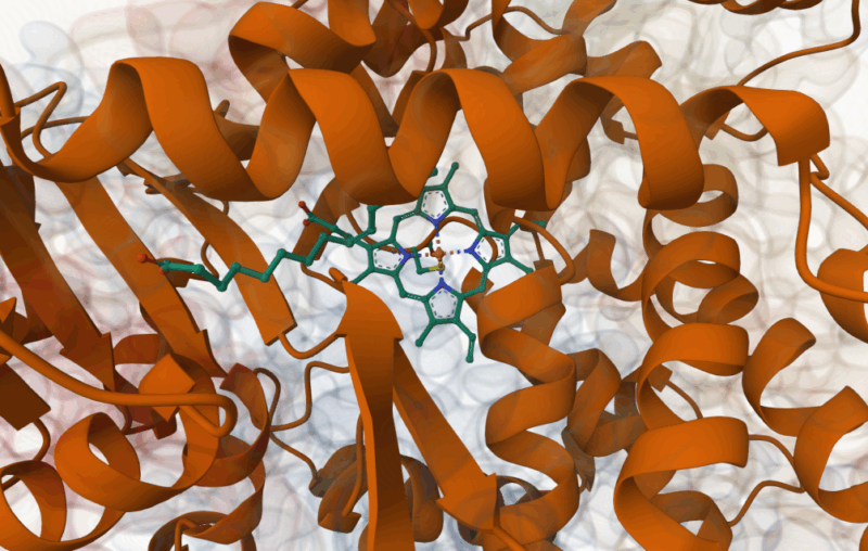 Palmitoleic acid bound in p450 enzyme